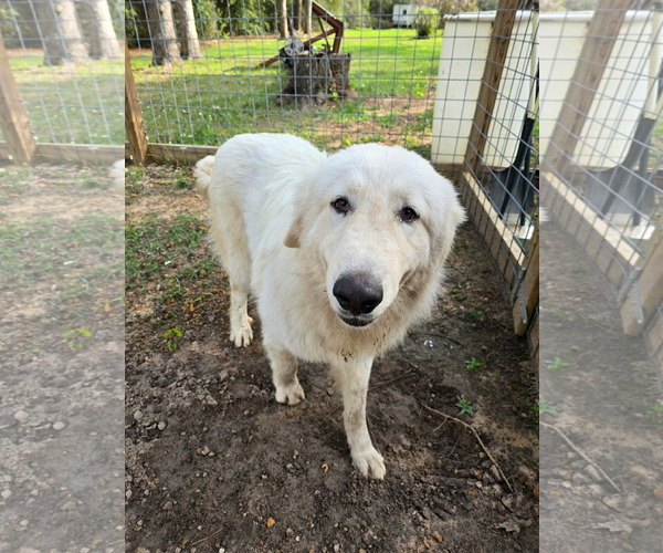 Medium Photo #2 Great Pyrenees Puppy For Sale in Bend, OR, USA