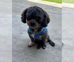 Small #5 Poodle (Miniature) Mix