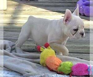 French Bulldog Puppy for sale in BOSTON, KY, USA