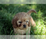 Small #5 Cavapoo