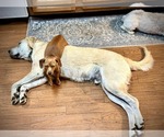 Small #1 Great Pyrenees Mix