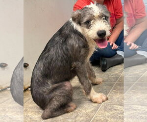 Old English Sheepdog-Shih Tzu Mix Dogs for adoption in Rustburg, VA, USA
