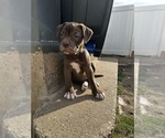Small Photo #2 Alapaha Blue Blood Bulldog Puppy For Sale in HAMILTON, NJ, USA