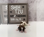 Puppy Theodore Shih Tzu