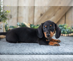 Small Photo #9 Dachshund Puppy For Sale in GREENWICH, OH, USA