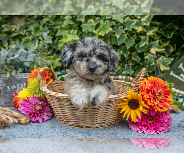 Medium Photo #3 Poodle (Miniature) Puppy For Sale in SHILOH, OH, USA