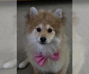 Pomeranian Puppy for sale in CONOWINGO, MD, USA