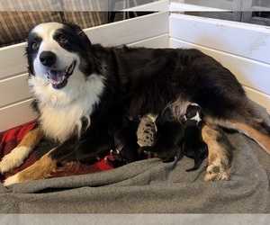Mother of the Australian Shepherd puppies born on 08/22/2026