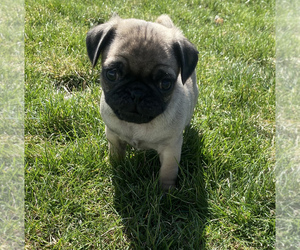 Pug Puppy for sale in PORTAGE, MI, USA