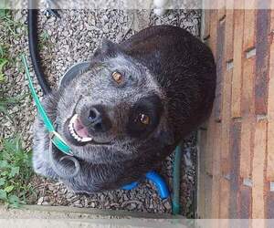 Australian Cattle Dog Dogs for adoption in RUSSELLVILLE, KY, USA