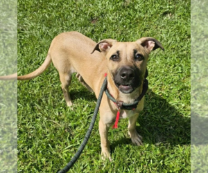 Black Mouth Cur-Labrador Retriever Mix Dogs for adoption in Brewster, NY, USA