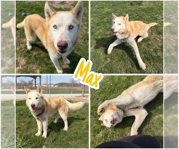 Medium Photo #1 Siberian Husky-Unknown Mix Puppy For Sale in Pierceton , IN, USA