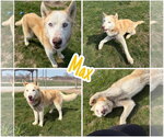 Small Siberian Husky Mix