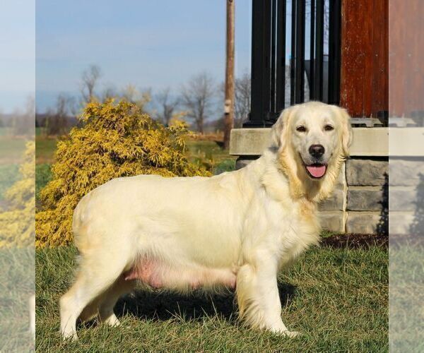 Medium Photo #1 Golden Retriever Puppy For Sale in LITITZ, PA, USA