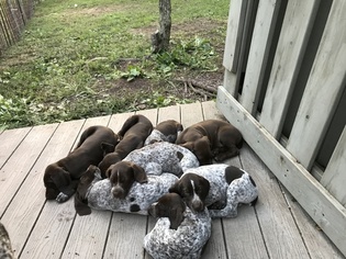 German Shorthaired Pointer Puppy for sale in BERNVILLE, PA, USA