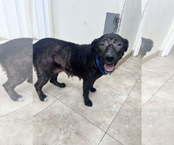 Medium Photo #15 Labrador Retriever-Unknown Mix Puppy For Sale in San Diego, CA, USA
