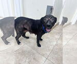 Small #14 Labrador Retriever Mix