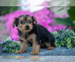 Small #1 YorkiePoo