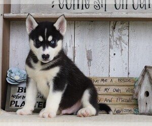 Siberian Husky Puppy for sale in FREDERICKSBG, OH, USA