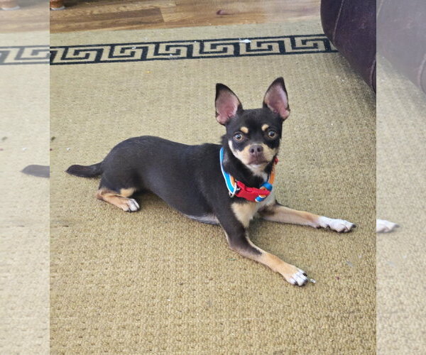 Medium Photo #4 Chihuahua Puppy For Sale in Belleuve, NE, USA