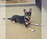 Small #3 Chihuahua