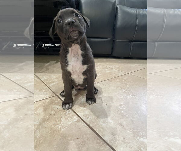 Medium Photo #1 Labrador Retriever-Unknown Mix Puppy For Sale in The Woodlands, TX, USA