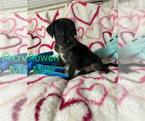 Medium Photo #1 Labrador Retriever-Unknown Mix Puppy For Sale in pomfret, CT, USA