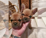 Small Photo #2 French Bulldog Puppy For Sale in COLUMBIA, OH, USA