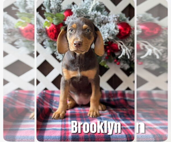 Medium Photo #1 Miniature Pinscher-Unknown Mix Puppy For Sale in New London, WI, USA