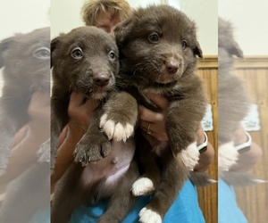Australian Shepherd Dogs for adoption in OKLAHOMA CITY, OK, USA