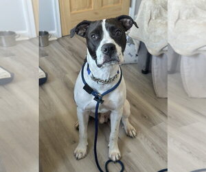 Cooper Lizman - Male Pointer-Unknown Mix Dog for Adoption - Photo #21