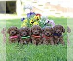 Small #1 Cavapoo (Miniature)