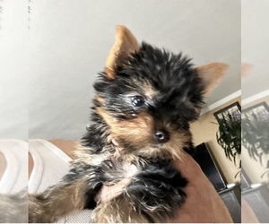 Yorkshire Terrier Puppy for Sale in PERRIS, California USA