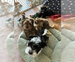 Small Photo #5 Yorkshire Terrier Puppy For Sale in VICTORVILLE, CA, USA