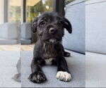 Small #5 Mutt