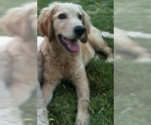 Father of the Goldendoodle puppies born on 07/23/2019