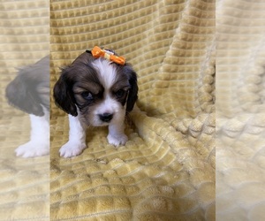 Cavanese Puppy for Sale in CLEVELAND, Ohio USA