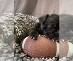 Small Photo #12 French Bulldog Puppy For Sale in NEWARK, NJ, USA