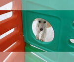 Small #7 Saluki-Whippet Mix