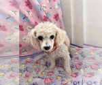 Small #2 Poodle (Miniature)