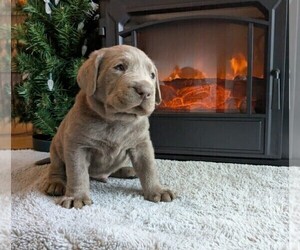 Medium Labrador Retriever