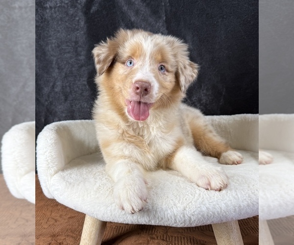 Medium Photo #8 Australian Shepherd Puppy For Sale in OCALA, FL, USA