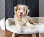 Small #7 Australian Shepherd