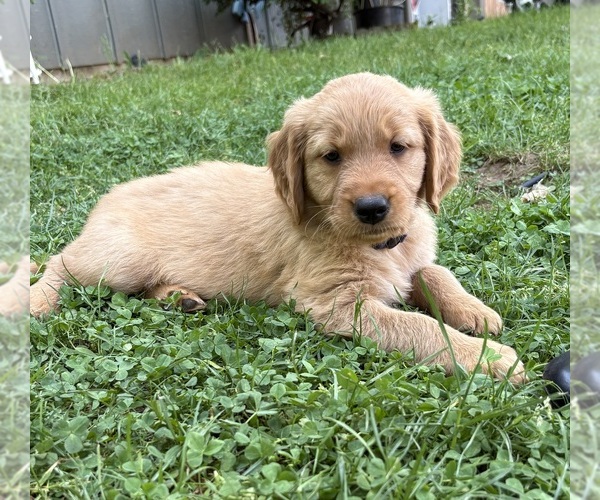 Medium Photo #1 Golden Retriever Puppy For Sale in VANCOUVER, WA, USA