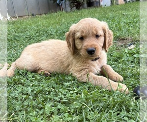Medium Golden Retriever