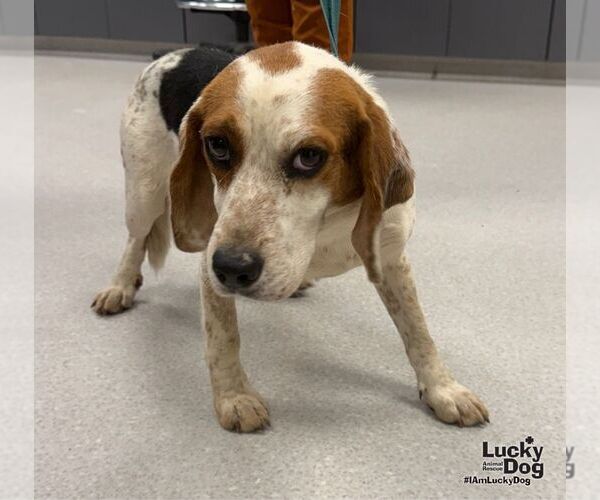 Medium Photo #2 Beagle-Unknown Mix Puppy For Sale in Washington, DC, USA
