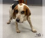 Small #1 Beagle Mix