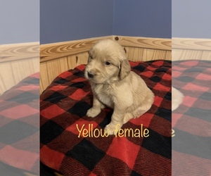 Golden Retriever Puppy for sale in MIDVILLE, GA, USA