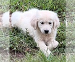 Puppy Puppy 1 English Cream Golden Retriever-Golden Retriever Mix