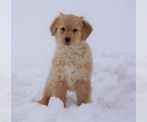 Golden Retriever Puppy for sale in FREDERICKSBG, OH, USA